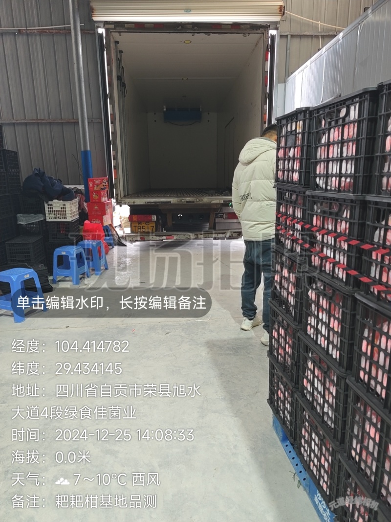 新品种晚熟耙耙柑产地直发一条龙服务量大从优海量货源对接