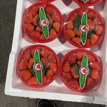 宁玉草莓