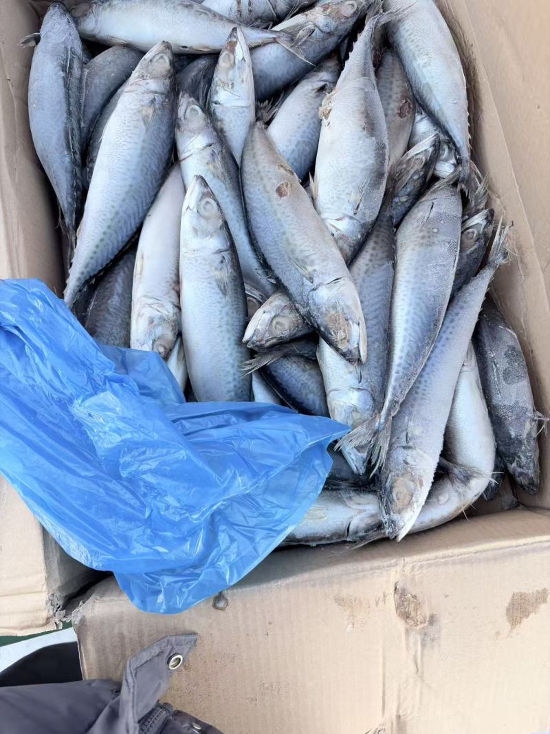 鲐鲅鱼，净重30斤
