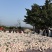 新品种晚熟耙耙柑【带青头】树上耙耙柑【基地代办】基地直采
