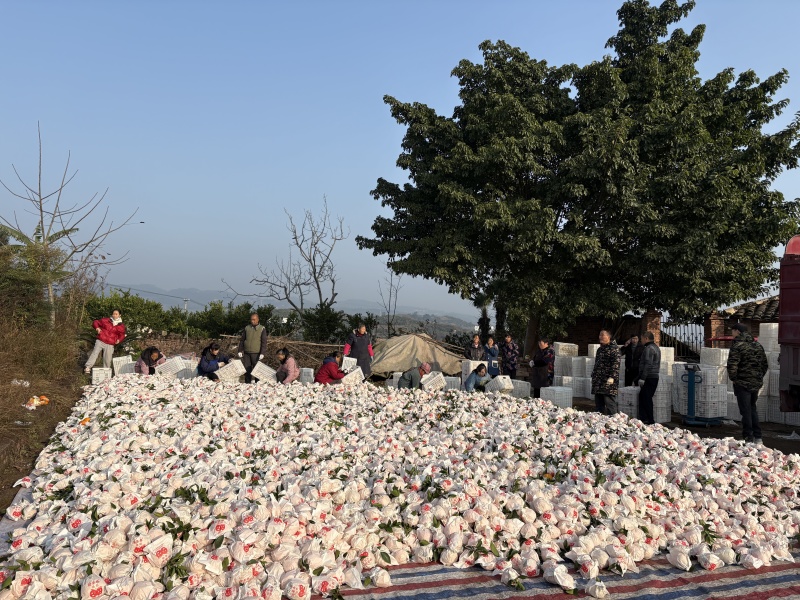 新品种晚熟耙耙柑【带青头】树上耙耙柑【基地代办】基地直采