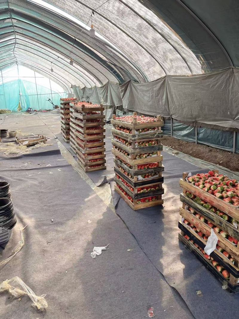 【热销】河南商丘市梁园区奶油草莓万亩草莓基地专业代办代发