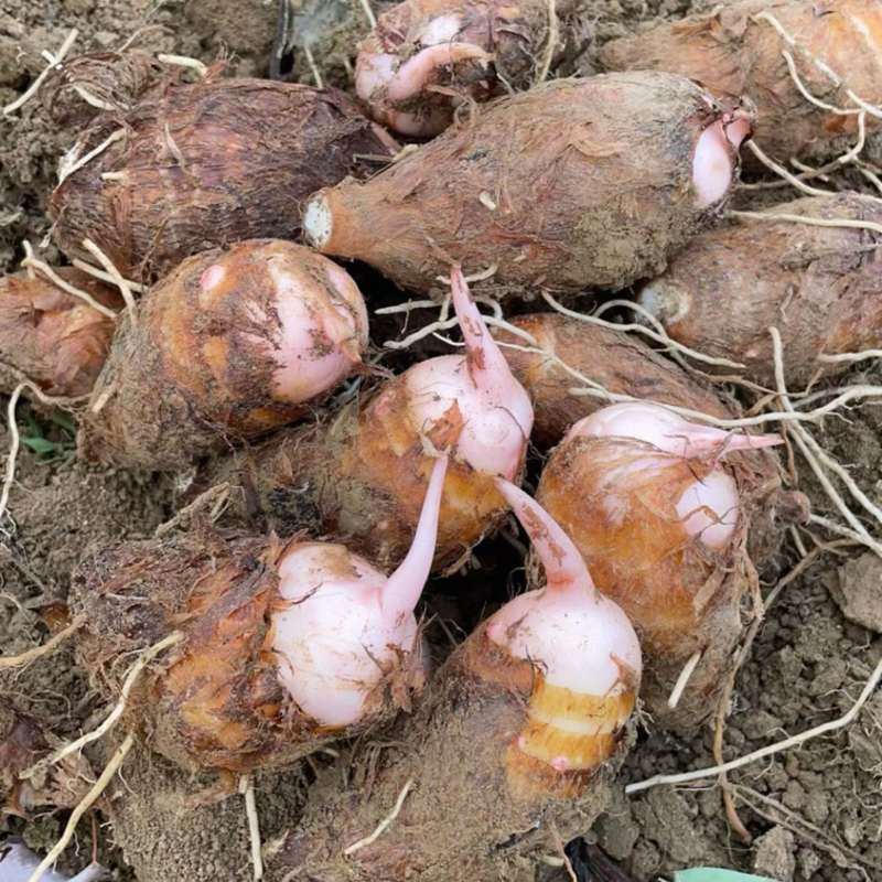 金华磐安红芽芋芋头芋子香甜软糯农户直售