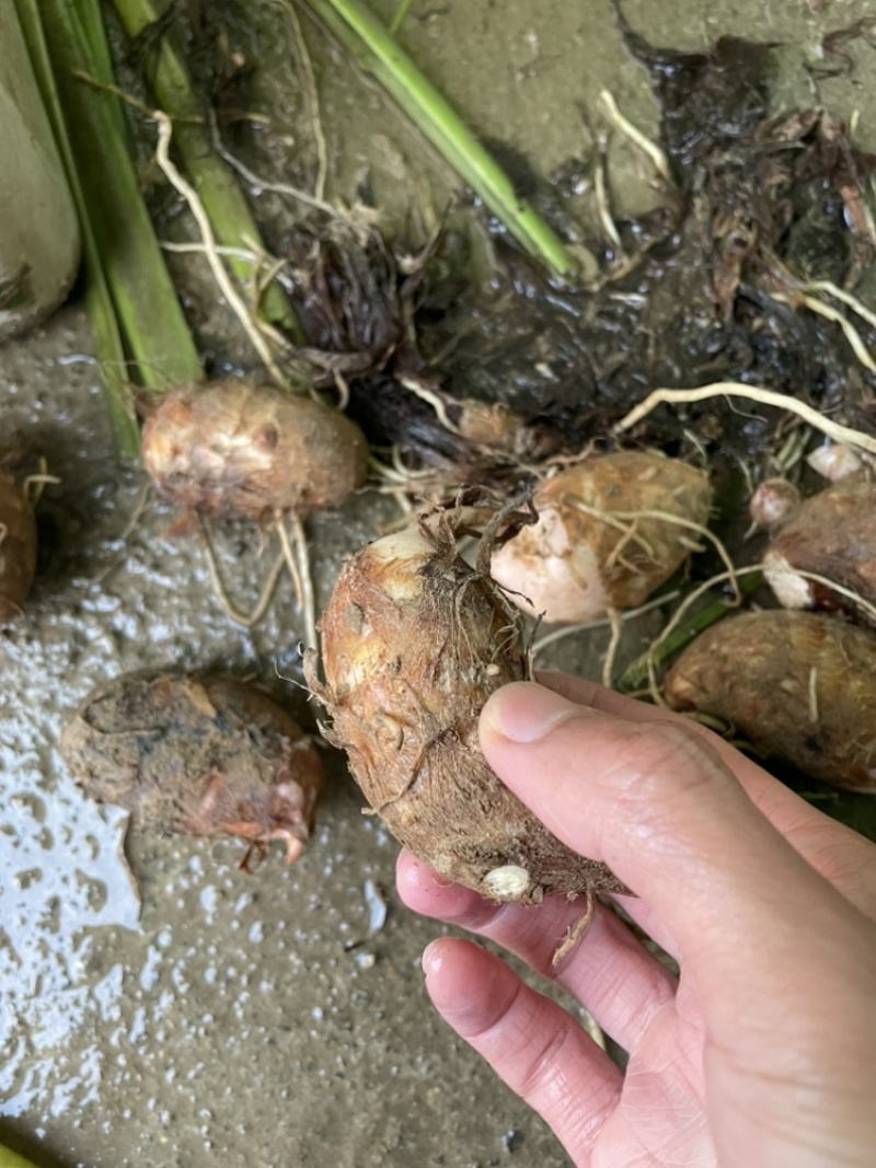金华磐安红芽芋芋头芋子香甜软糯农户直售