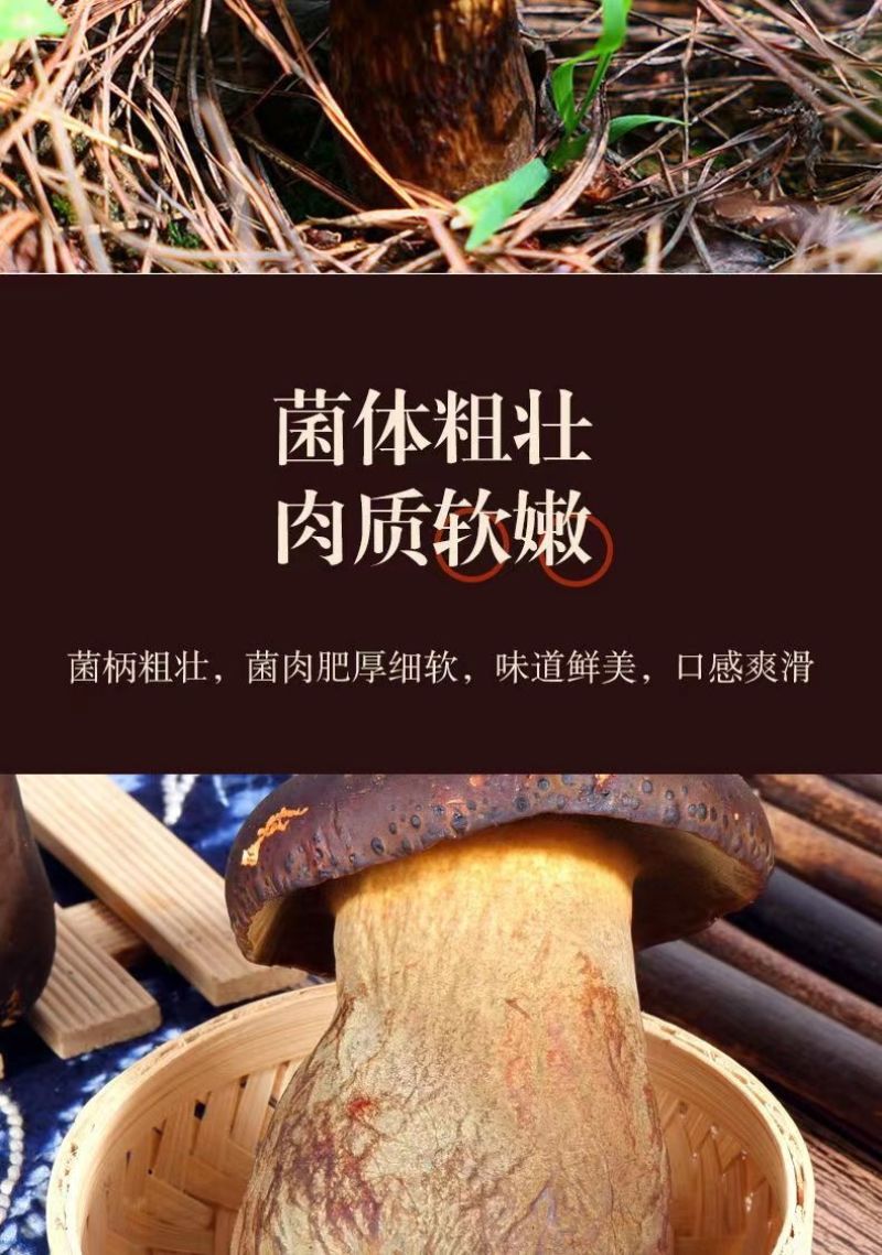 牛夫人牛肝菌，全年供货