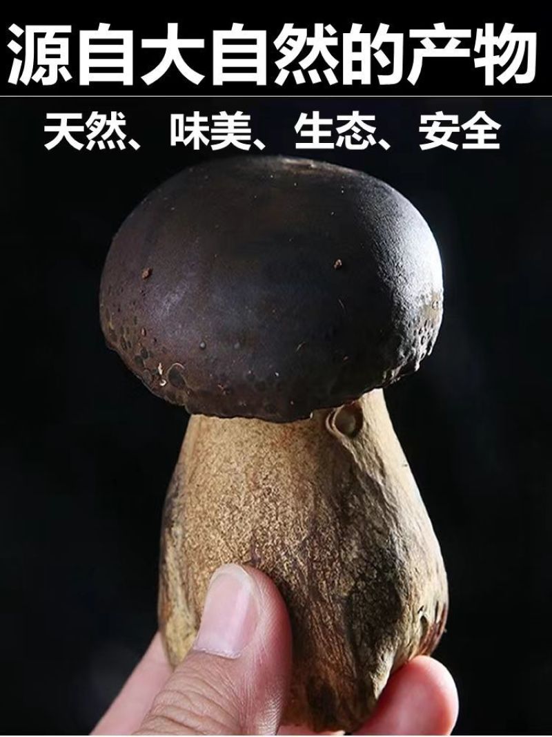 牛夫人牛肝菌，全年供货