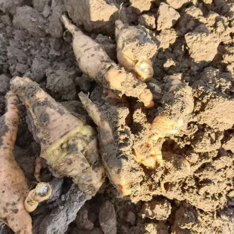 山西运城临猗鲜地黄鲜货现挖大量供应