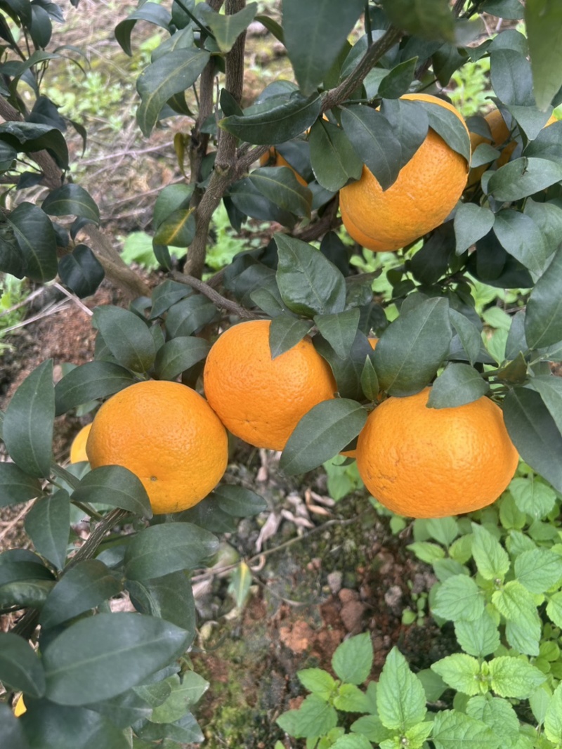 云南沃柑热卖中