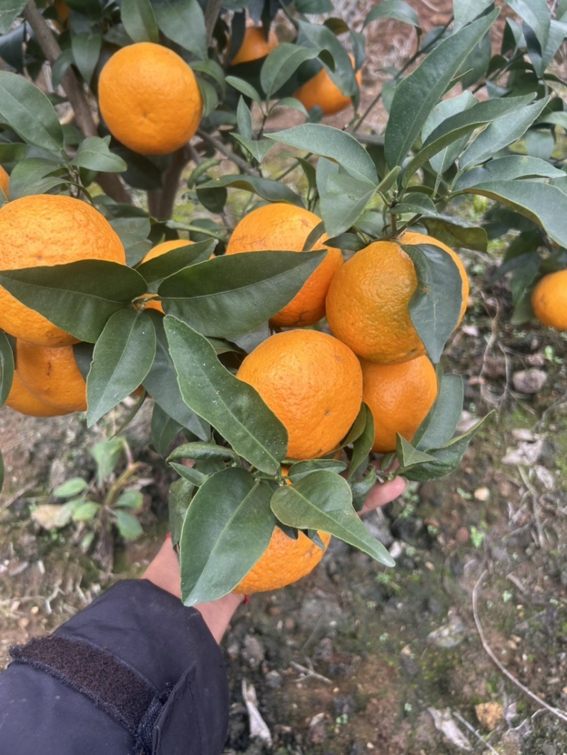云南沃柑热卖中