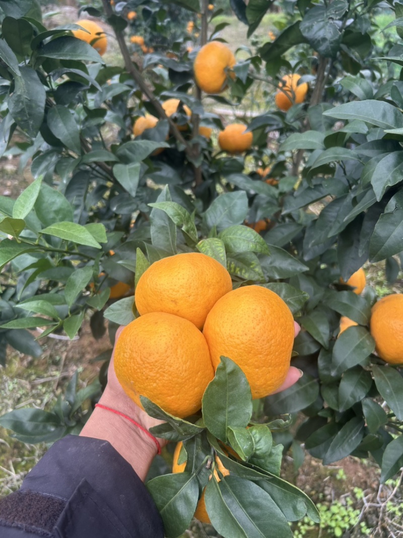 云南沃柑热卖中