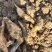 山西运城临猗鲜地黄鲜货现挖大量供应
