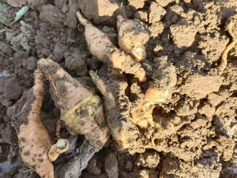 山西运城临猗鲜地黄鲜货现挖大量供应