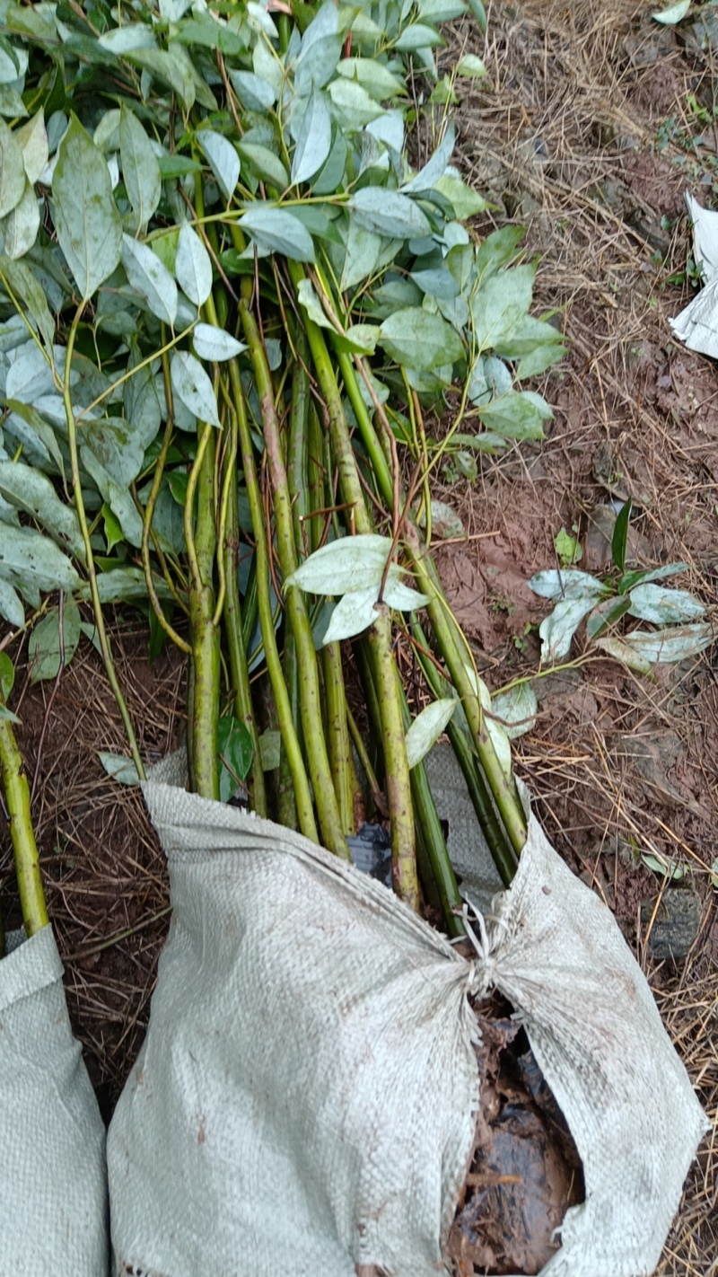 优质香樟地苗杯苗易存活基地现货直发