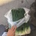 精品香葱
