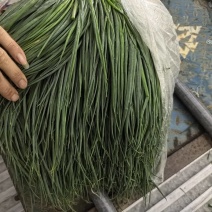 精品香葱