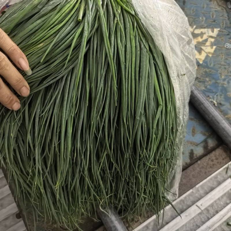 精品香葱
