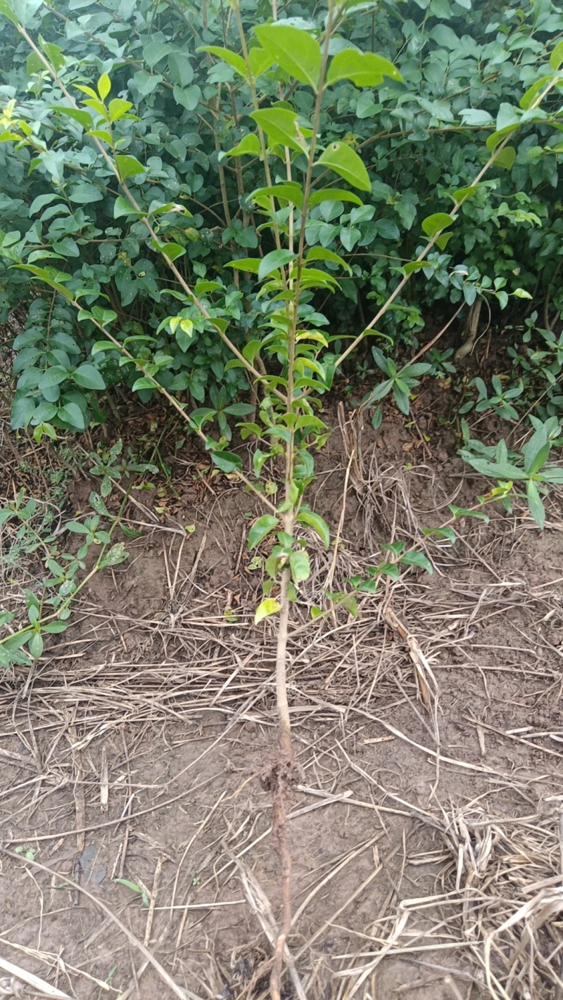 小叶女贞苗价格便宜量大从优。欢迎选购