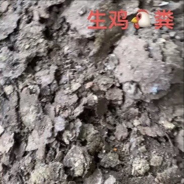 生鸡粪