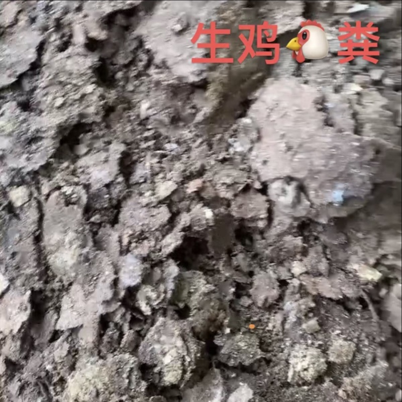 生鸡粪