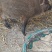 生态特种跑山猪种猪苗大体型生态跑山猪