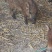 生态特种跑山猪种猪苗大体型生态跑山猪