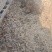 生态特种跑山猪种猪苗大体型生态跑山猪