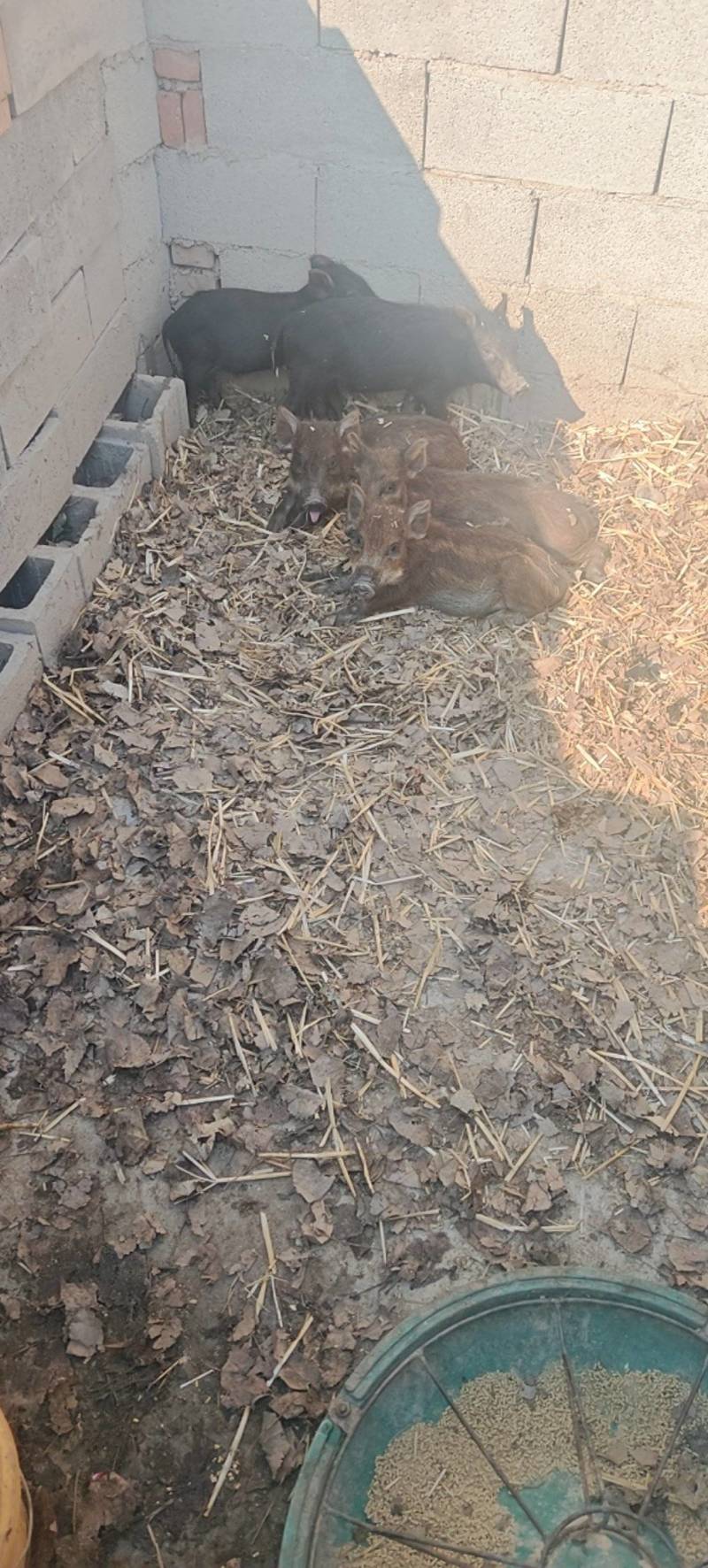 生态特种跑山猪种猪苗大体型生态跑山猪