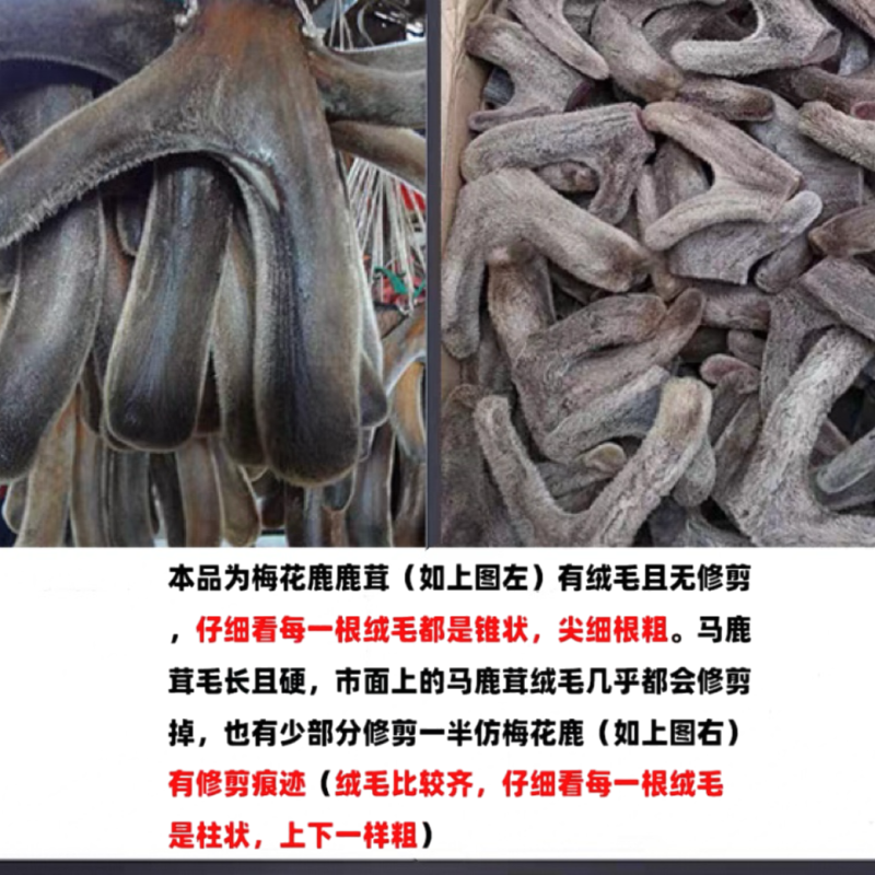 梅花干鹿茸头茬二杠整支梅花鹿茸二茬二杠