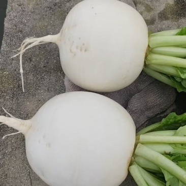 资阳雁江区精品圆白萝卜