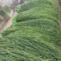 精品优质火锅贡菜干供应链产地直供货源充足欢迎选购
