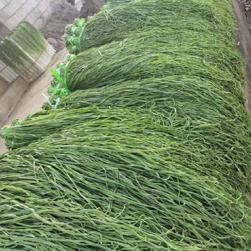 精品优质火锅贡菜干供应链产地直供货源充足欢迎选购