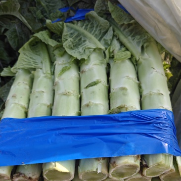 砀山莴笋大量上市