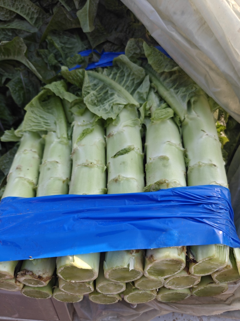 砀山莴笋大量上市