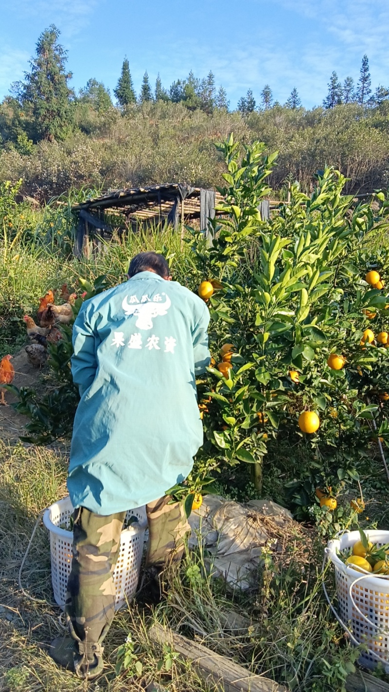 自家种植脐橙脐橙，口感好，种植多年