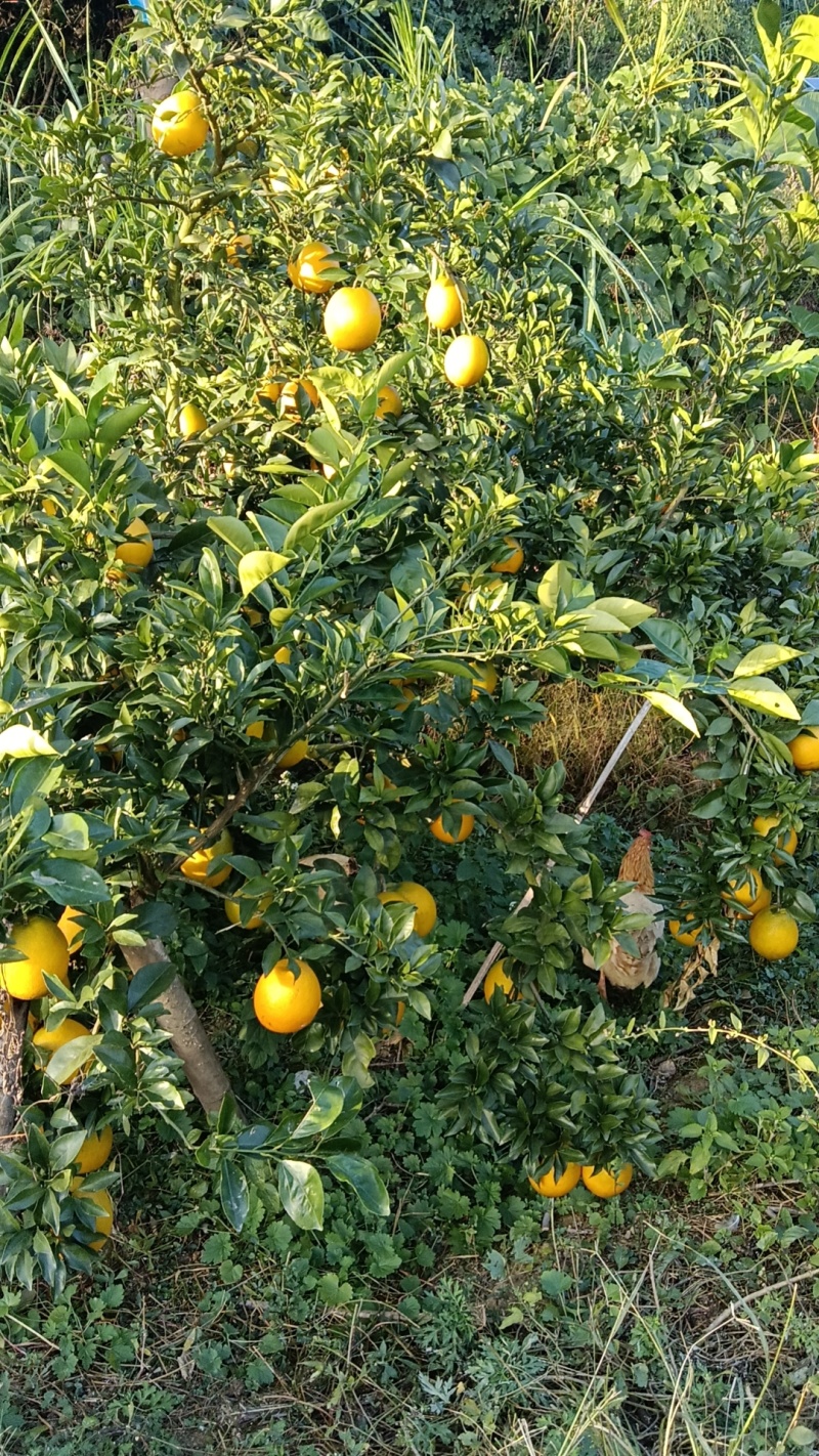自家种植脐橙脐橙，口感好，种植多年