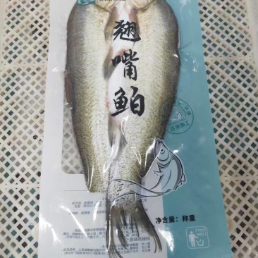 丹江口市大白叼翘嘴白，白鱼，大量接单产地直发含税再议价格
