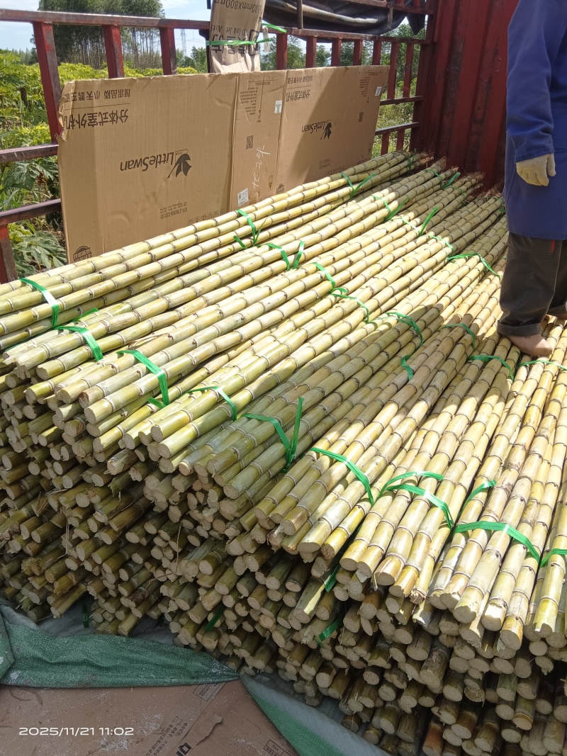 精品黄金甘蔗欢迎来搞