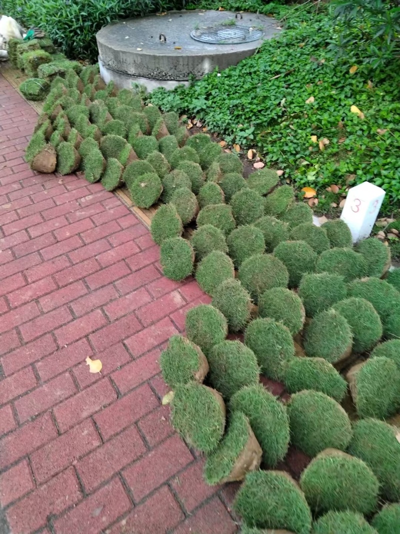 绿化草坪