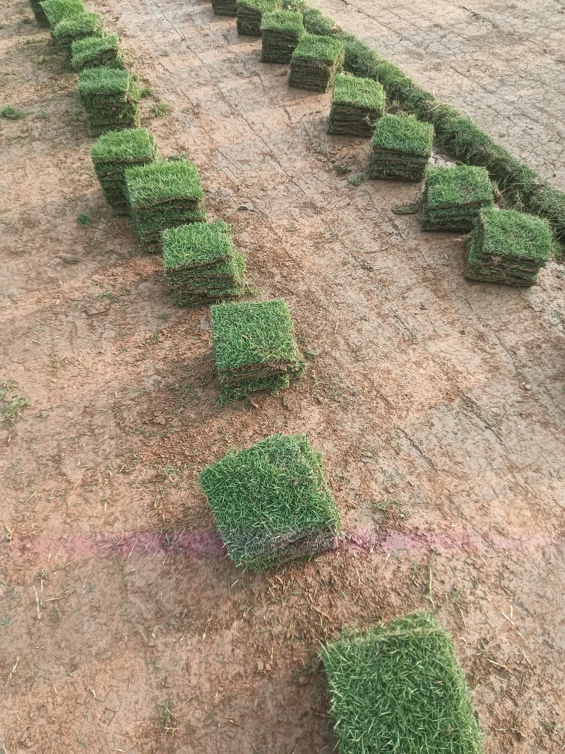 绿化草坪