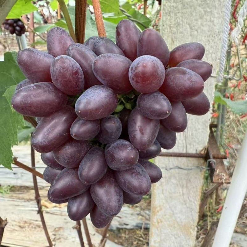 茉莉香葡萄无籽脆甜带花香量大从优欢迎选购