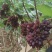 茉莉香葡萄无籽脆甜带花香量大从优欢迎选购