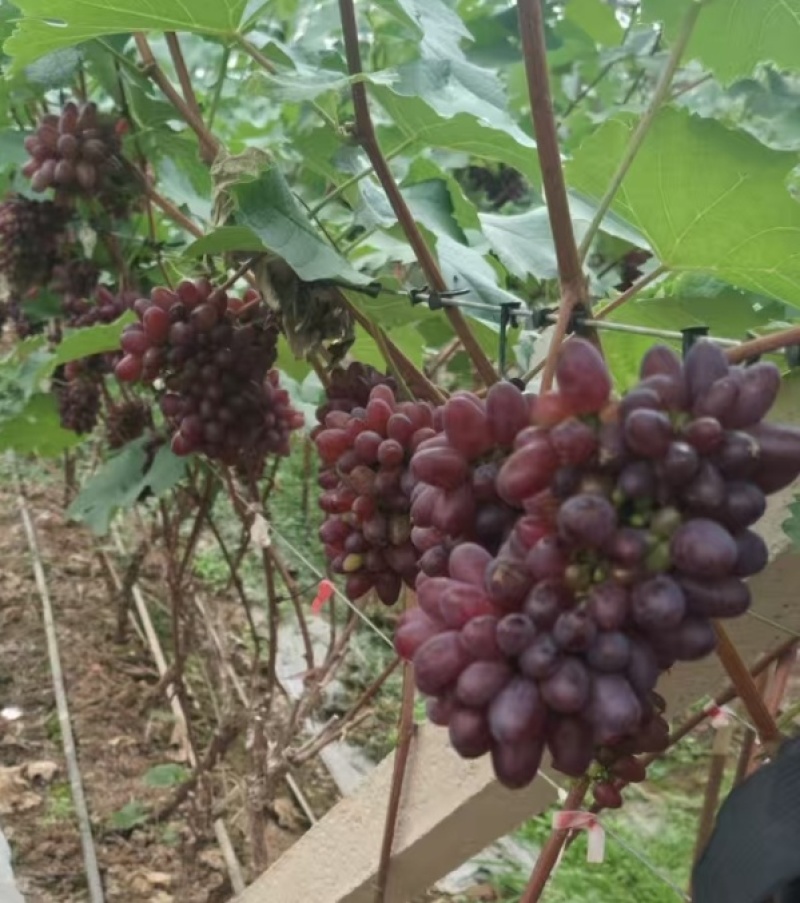 茉莉香葡萄无籽脆甜带花香量大从优欢迎选购