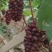 茉莉香葡萄无籽脆甜带花香量大从优欢迎选购