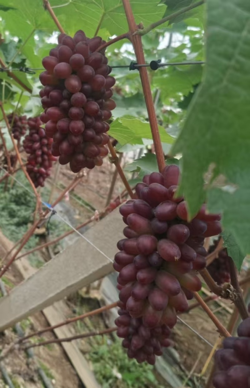 茉莉香葡萄无籽脆甜带花香量大从优欢迎选购