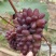 茉莉香葡萄无籽脆甜带花香量大从优欢迎选购