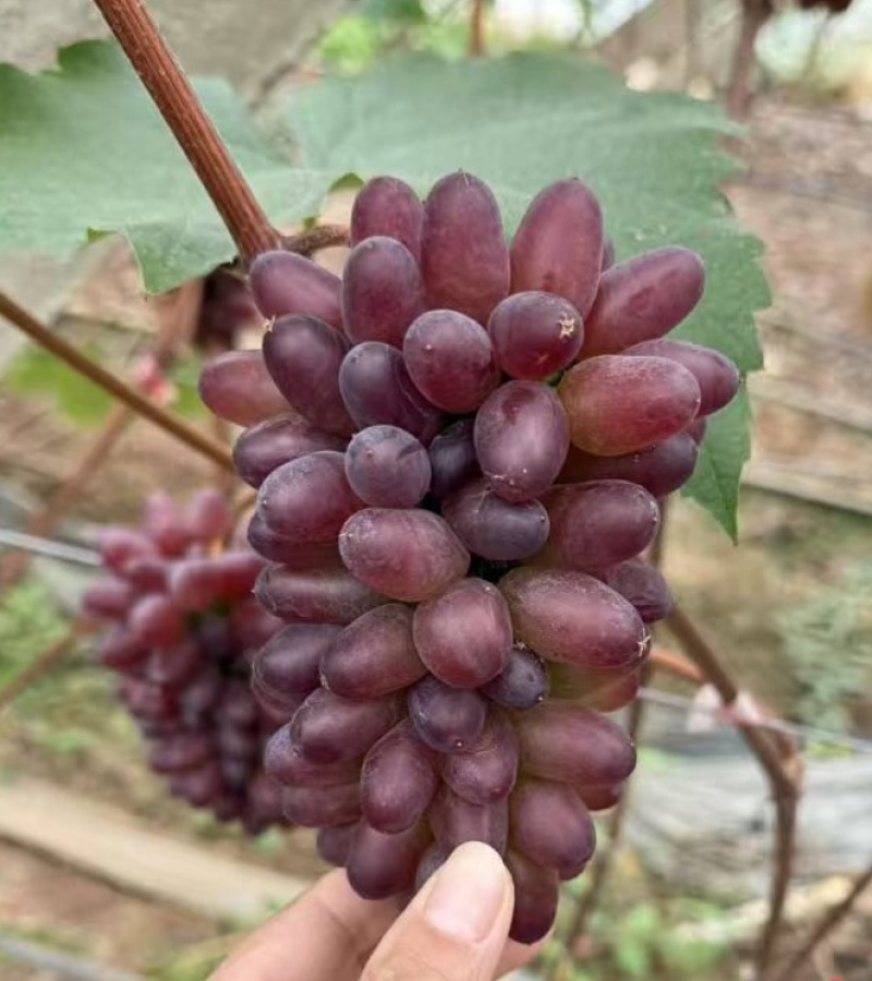 茉莉香葡萄无籽脆甜带花香量大从优欢迎选购