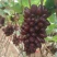 茉莉香葡萄无籽脆甜带花香量大从优欢迎选购