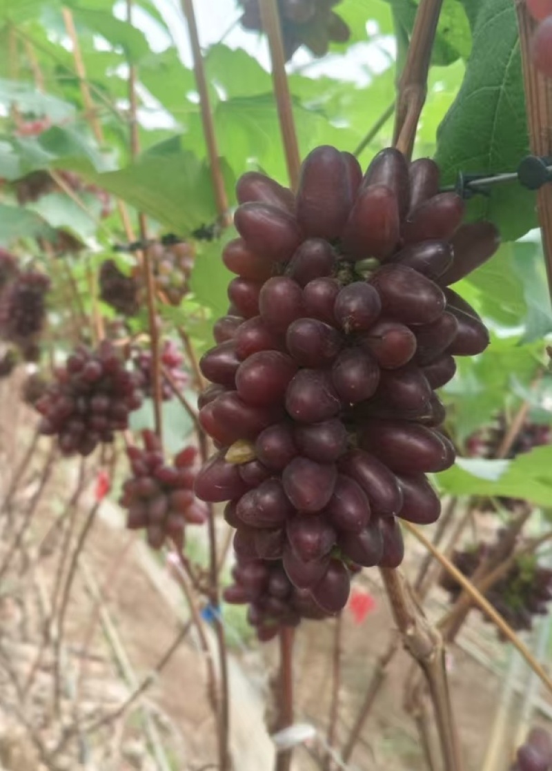 茉莉香葡萄无籽脆甜带花香量大从优欢迎选购