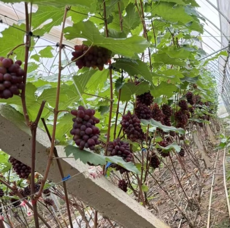 茉莉香葡萄无籽脆甜带花香量大从优欢迎选购