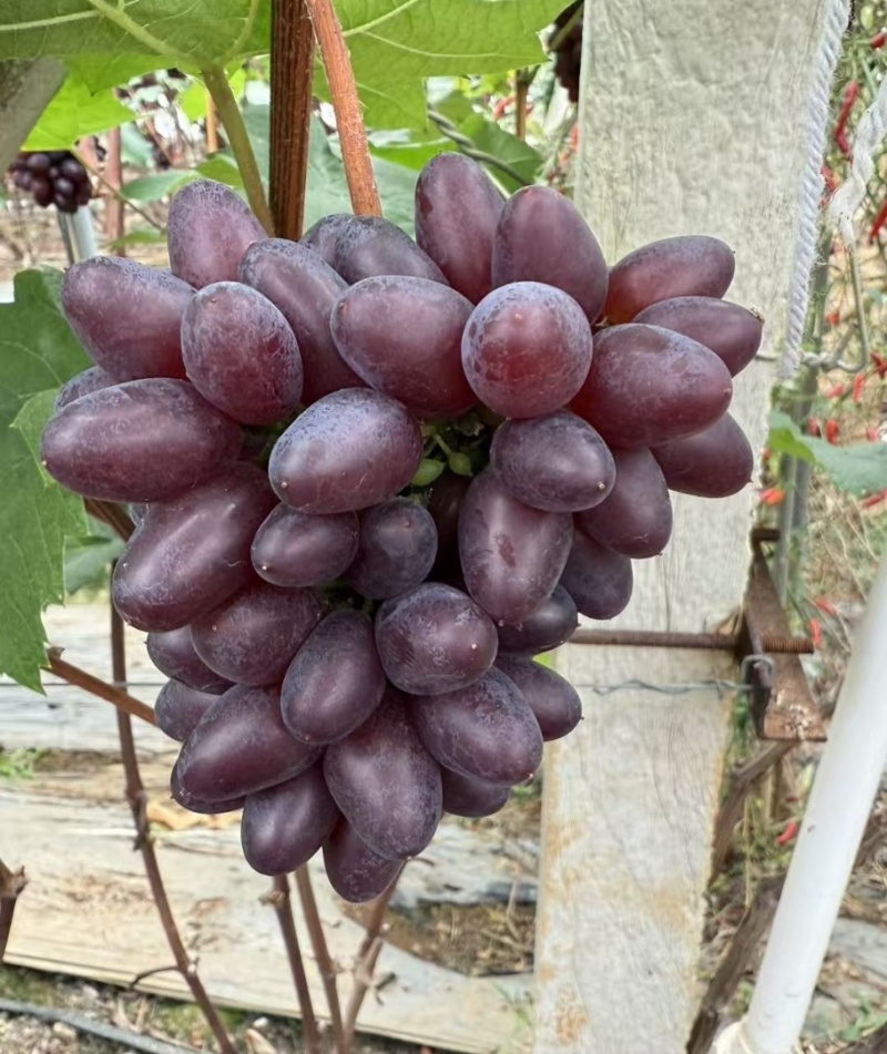 茉莉香葡萄无籽脆甜带花香量大从优欢迎选购